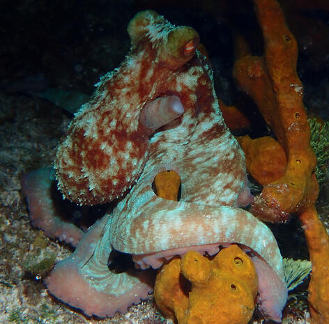 Octopus