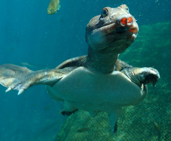 "Virgil" softshell turtle at Blue Grotto