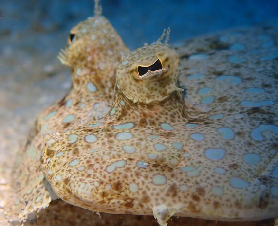 Peacock flounder