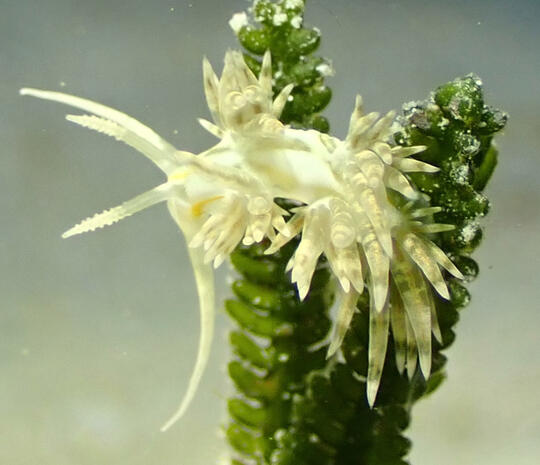 Nudibranch - Caribbean