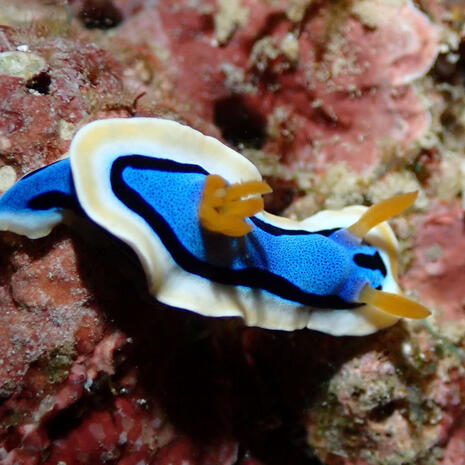 Chromodoris spp nudibranch
