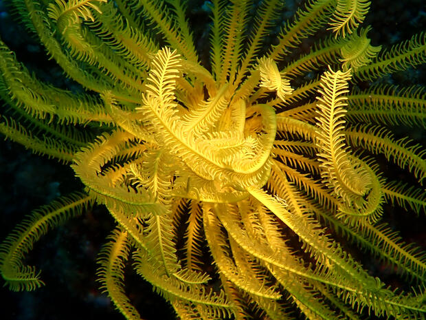 Yellow Crinoid