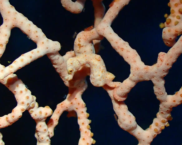 Pygmy Seahorse