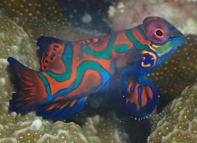 Mandarinfish