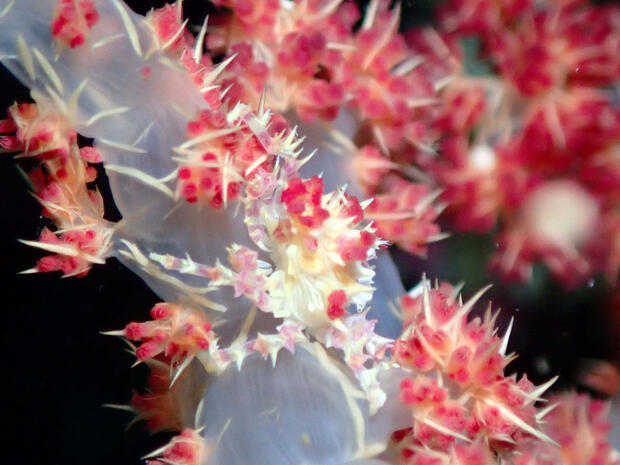 Candy crab on soft coarl