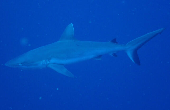 Caribbean Reef Shark
