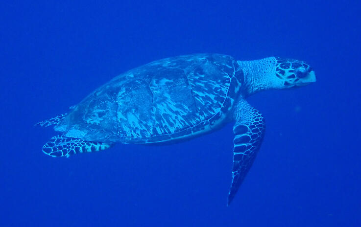 Hawksbill Sea Turtle