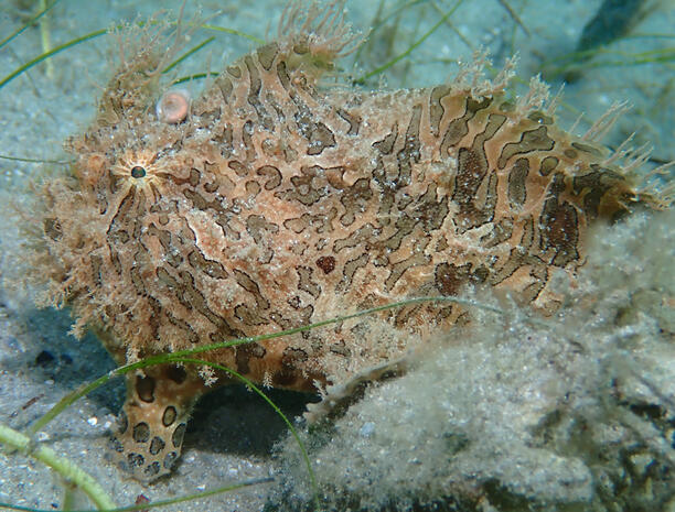 Frogfish