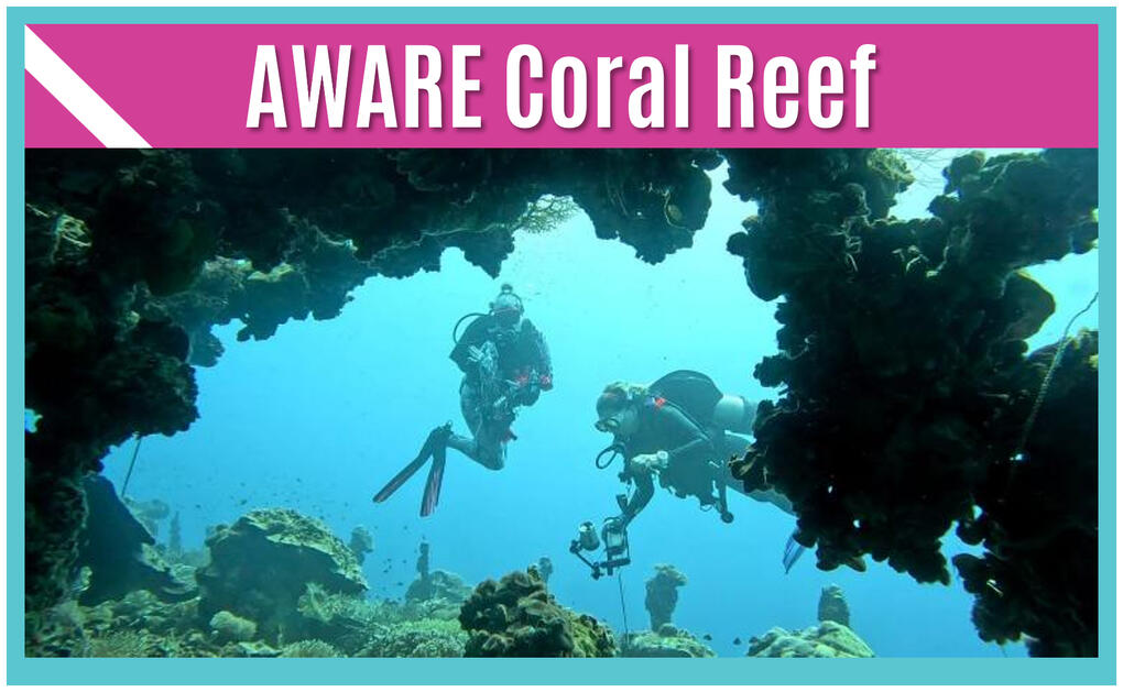 Sea Sirens Scuba & Charters