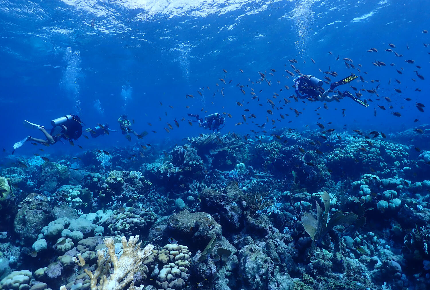 Sea Sirens Scuba & Charters